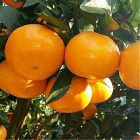 沃柑批发价格 禹轩专业沃柑种植基地 柑橘树批量出售