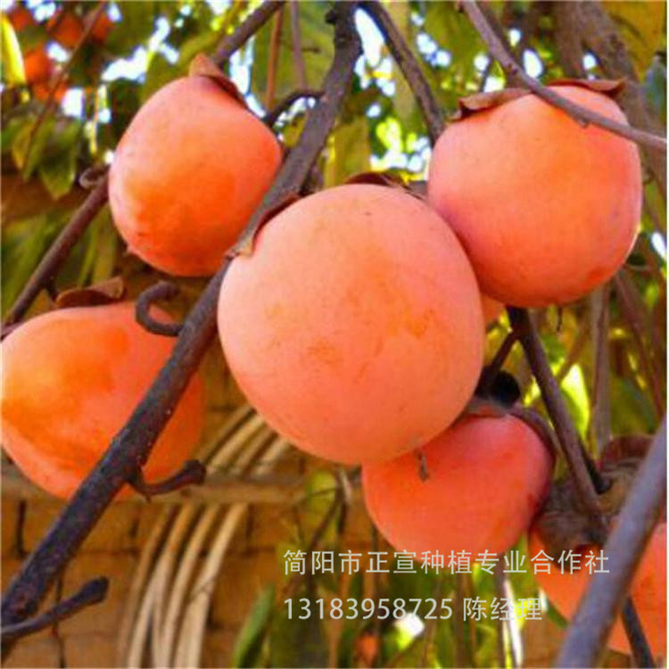 四川柿子苗批发 超甜柿子苗供应厂家 果树苗基地 赠送种植教程
