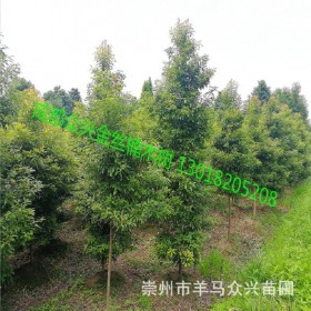 金丝楠木树苗基地供应 8-10-15-20公分金丝楠木种植