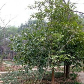 紫楠树批发 优质金丝楠木苗供应基地 绿化苗 风景树