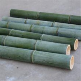 水产养殖用大毛竹 供应楠竹 大量收购销售12米 批发